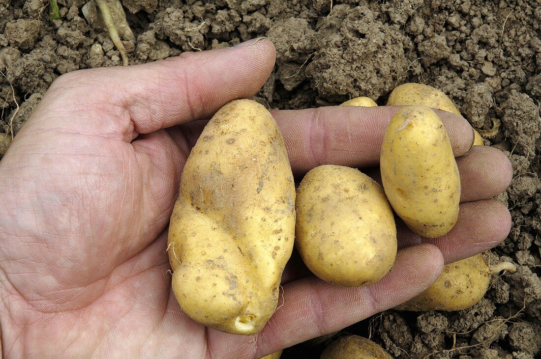 Hand holding potatoes, variety 'Emma'