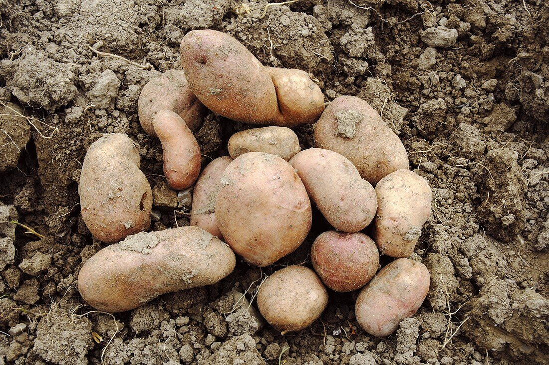 Mehrere Kartoffeln der Sorte 'Mr. Bresee' auf dem Boden