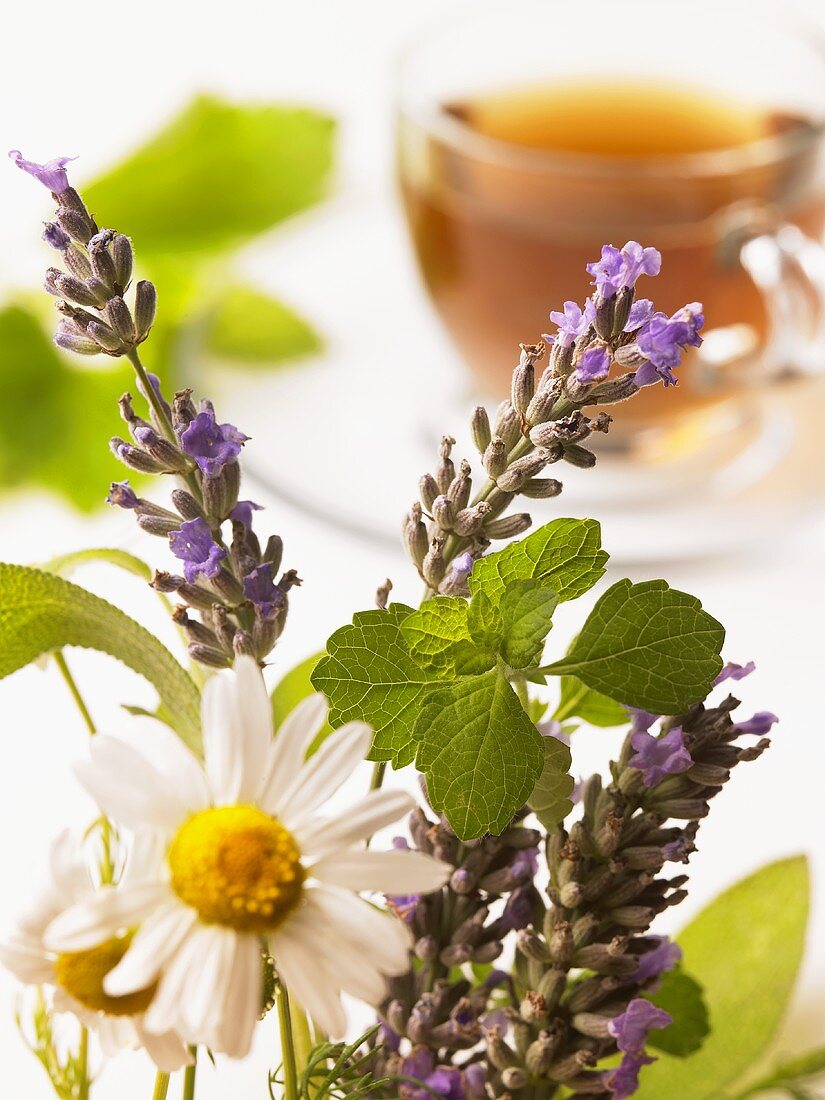 Fresh herbs for herb tea