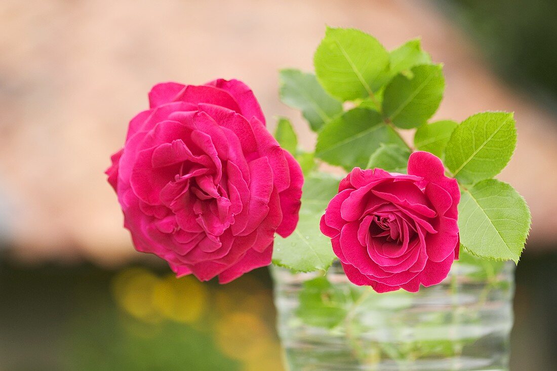 Two roses in a vase