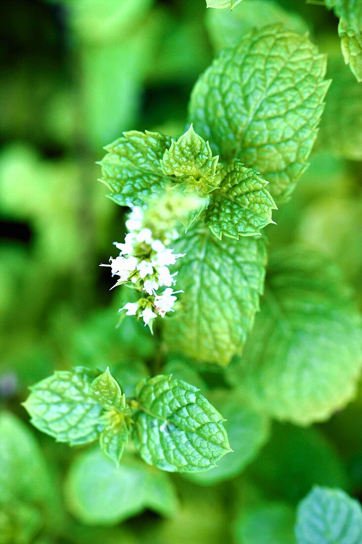 Fresh mint with flower