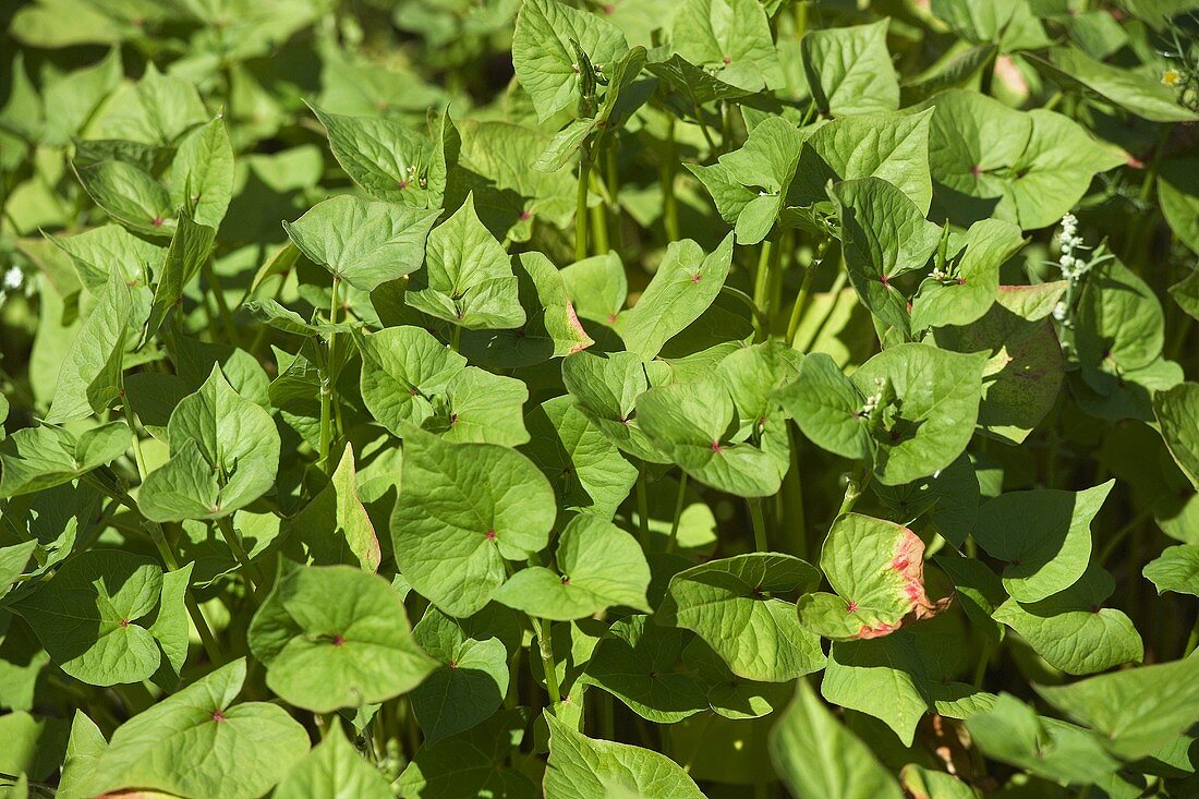 Buckwheat plants in the field