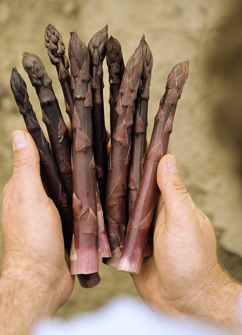 Two hands with purple asparagus