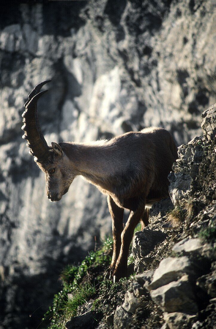 Rock Goat on Alpstein