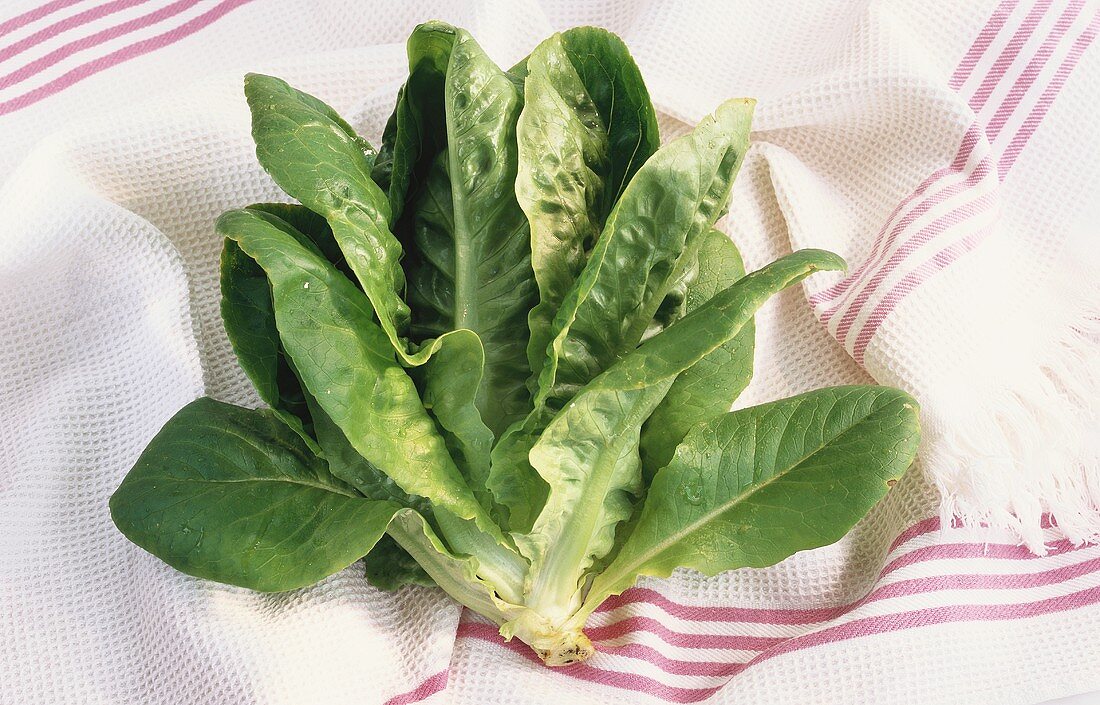 Lettuce on striped tea towel