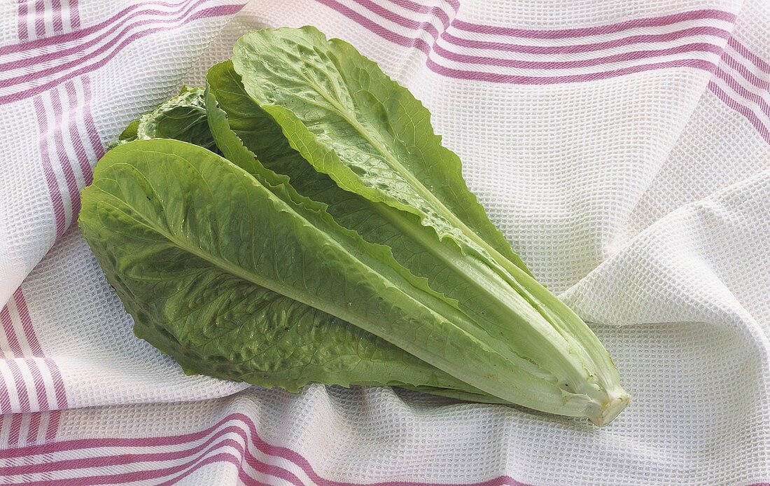 Romaine lettuce on striped tea towel