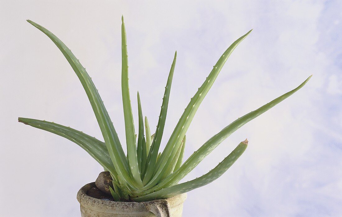 Eine Aloe Vera Pflanze