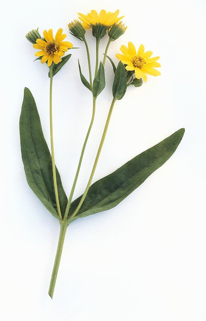 Arnica (Arnica montana, flowering)