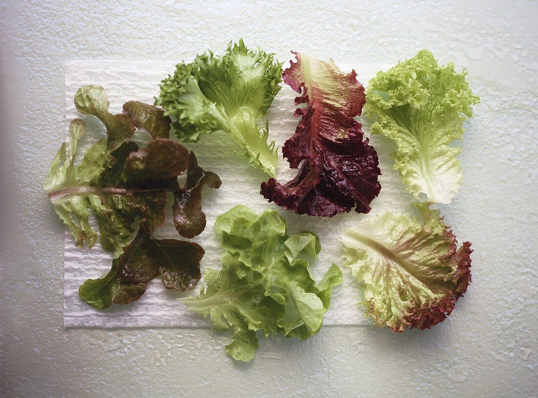 Individual leaves of different salad crops