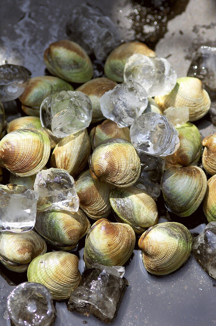 Fresh clams with ice cubes