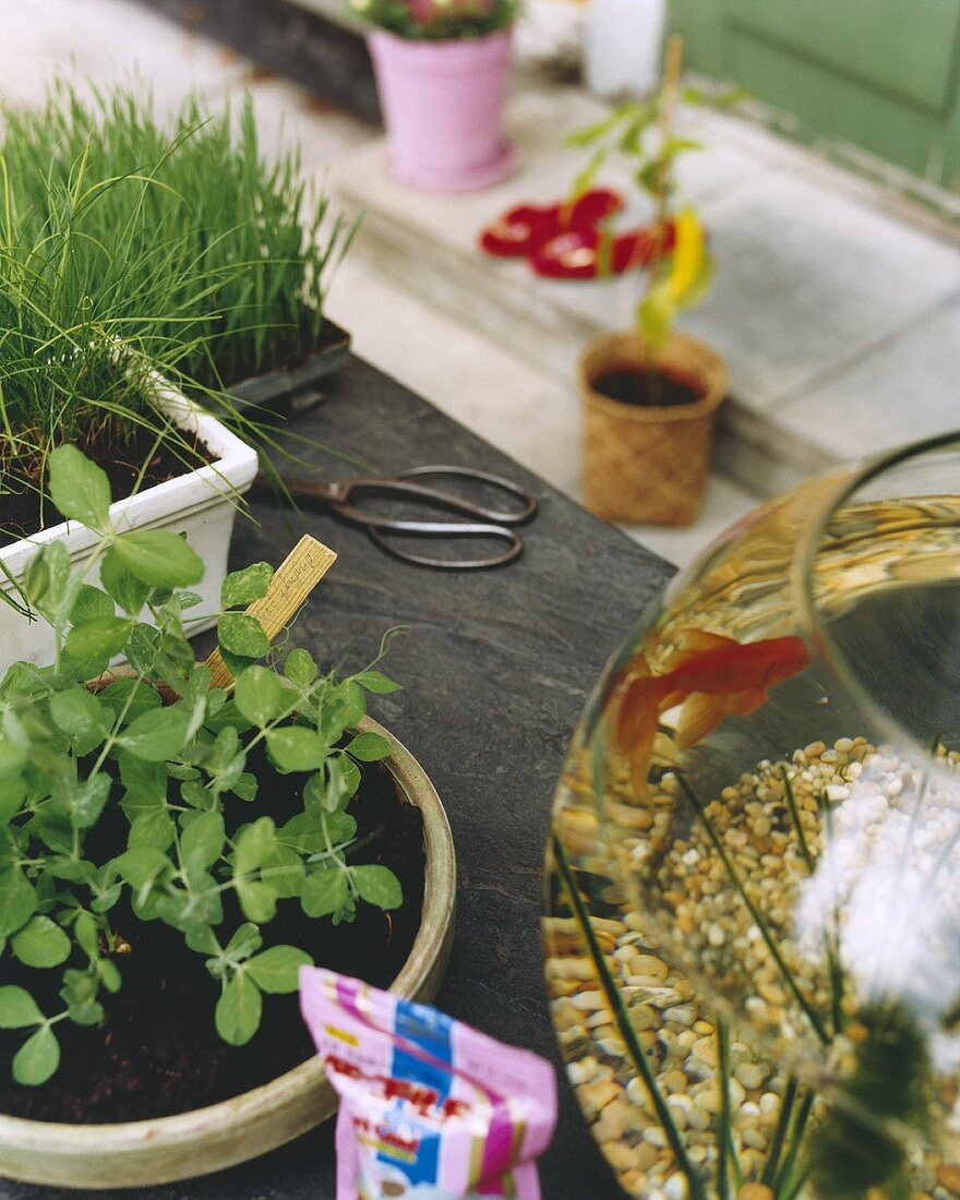 Verschiedene Kräuter auf dem Gartentisch