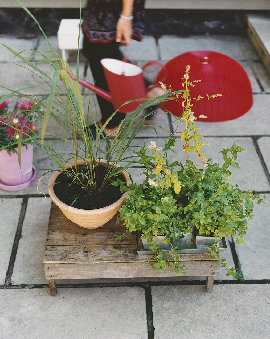 Verschiedene Kräuter auf der Terrasse