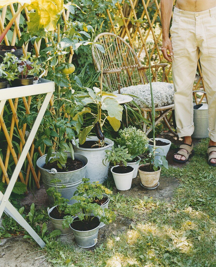 Herbs and vegetables in garden