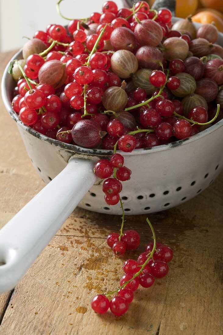 Gooseberries and redcurrants in strainer