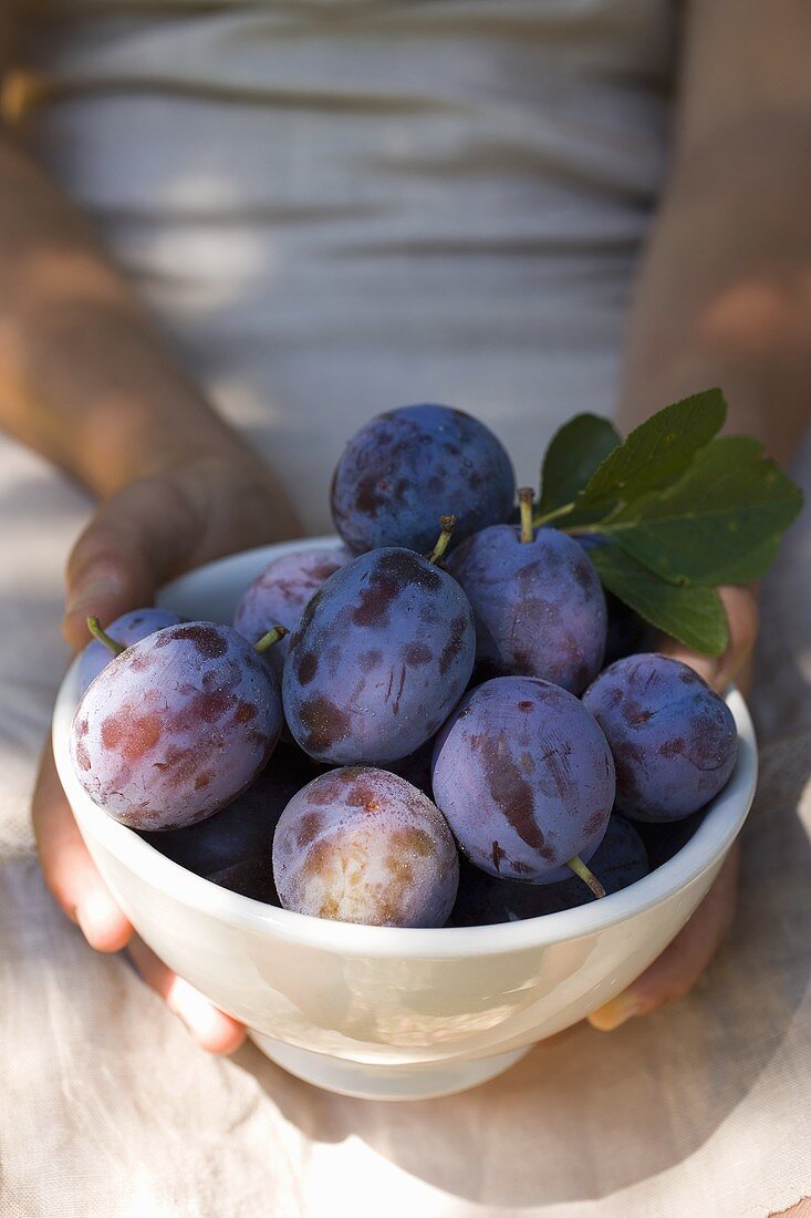 Two hands holding a bowl of fresh plums