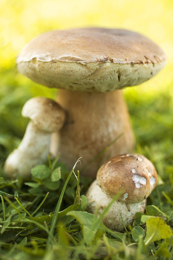 Three ceps on grass