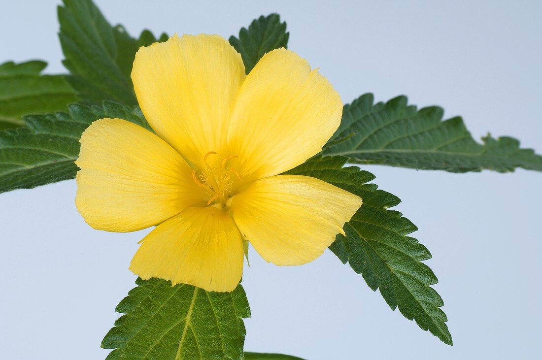 Yellow alder (Turnera ulmifolia)