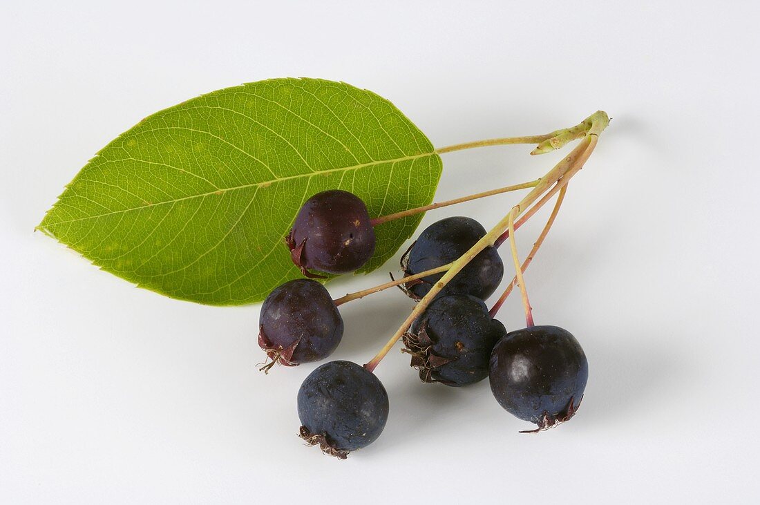 Fruits of the serviceberry