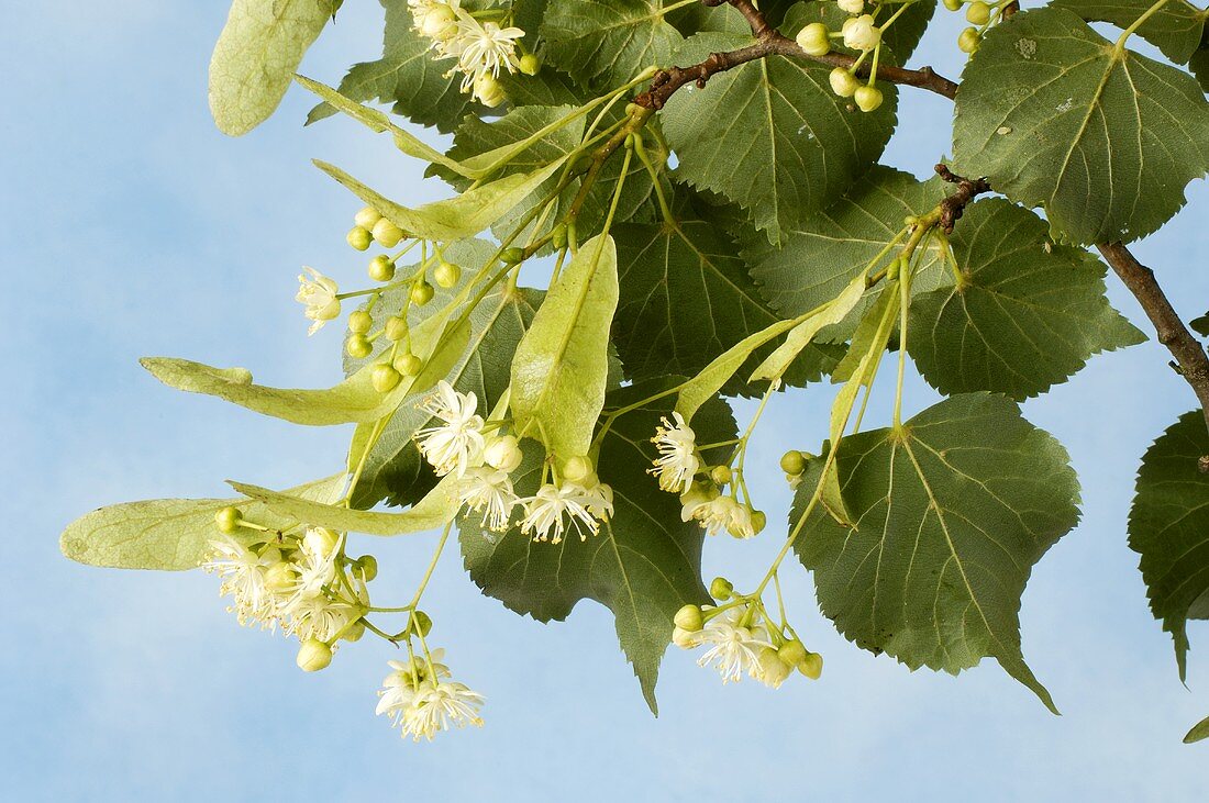Linden blossom on the branch