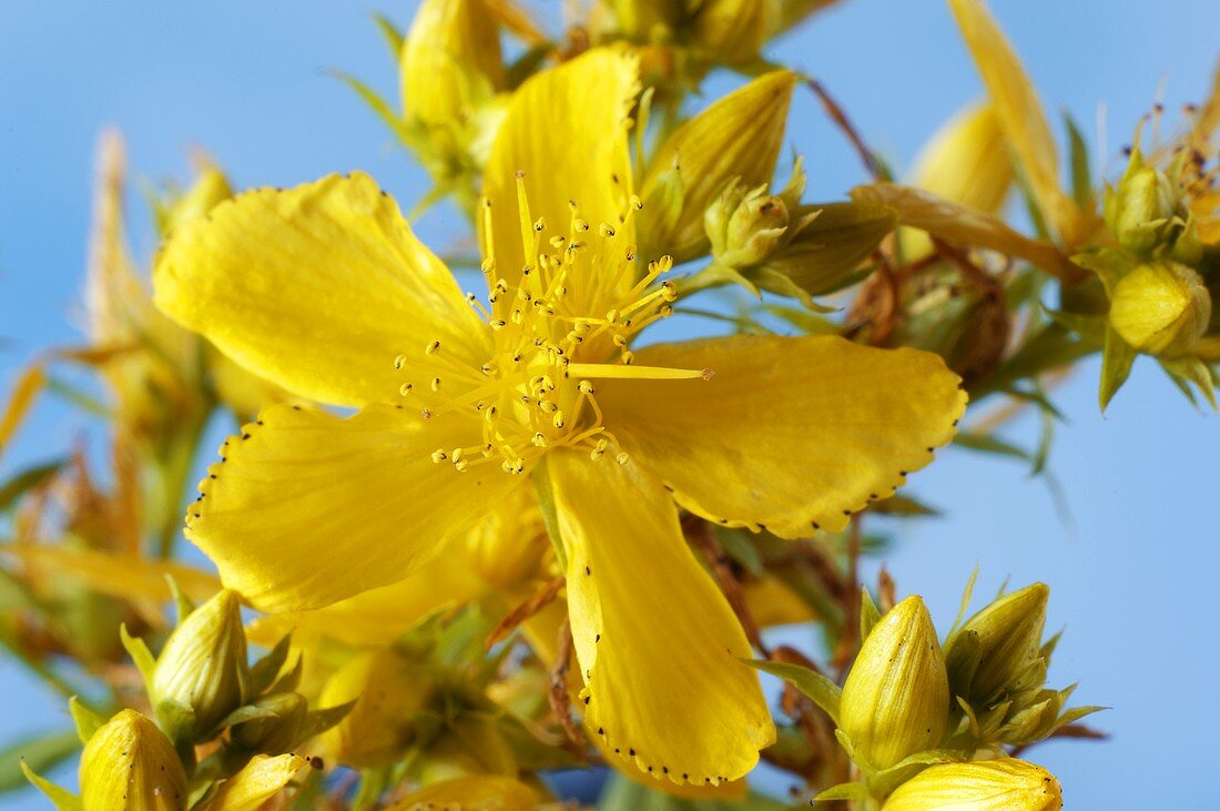 Johanniskrautblüten