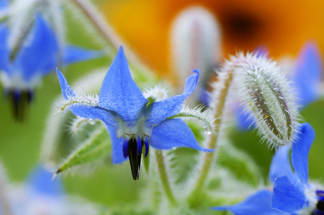 Borage flowers