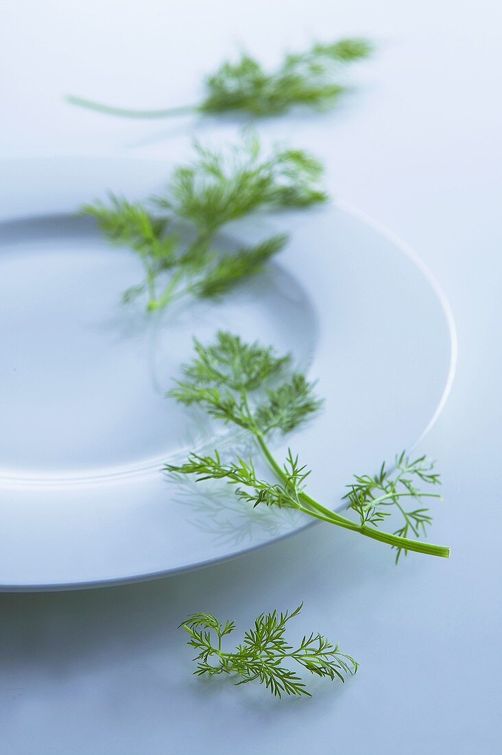 Fresh dill on a plate