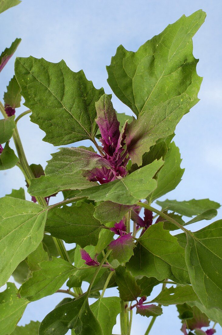 Baumspinat (Chenopodium giganteum)