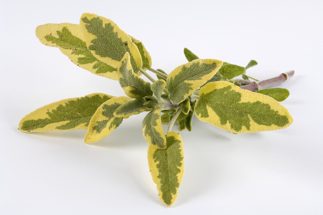 Golden variegated sage 'Icterina'