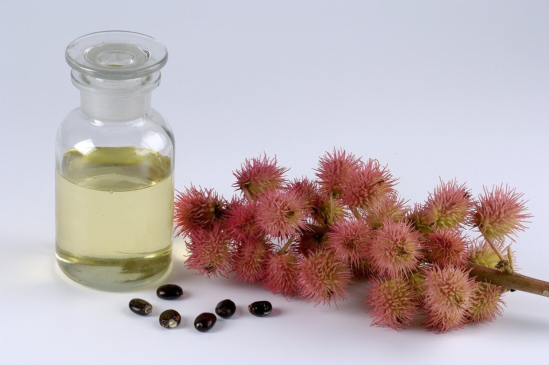Ricinus fruits, seeds and oil (Castor oil)