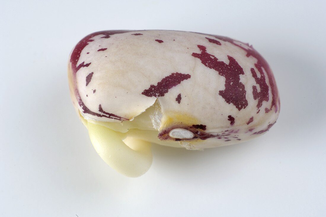 A germinating borlotti bean