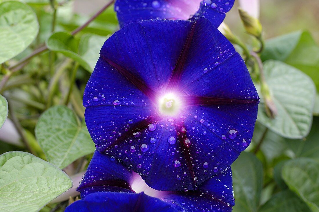 Blaue Blüten der Trichterwinde