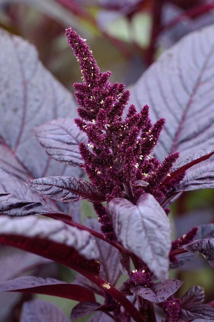 Love-lies-bleeding (Amaranthus)