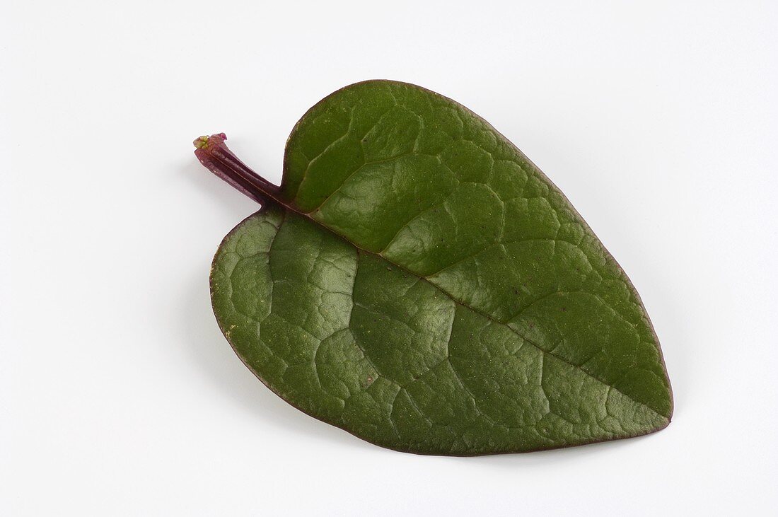 Malabar spinach