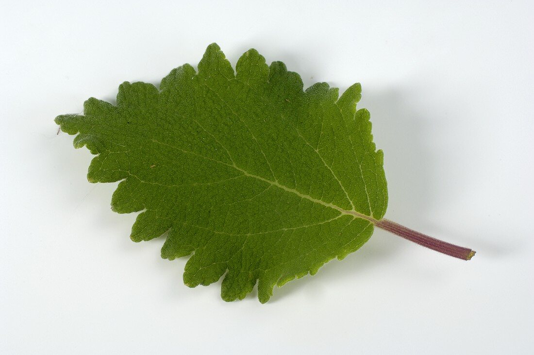 Iboza leaf (Iboza riparia)