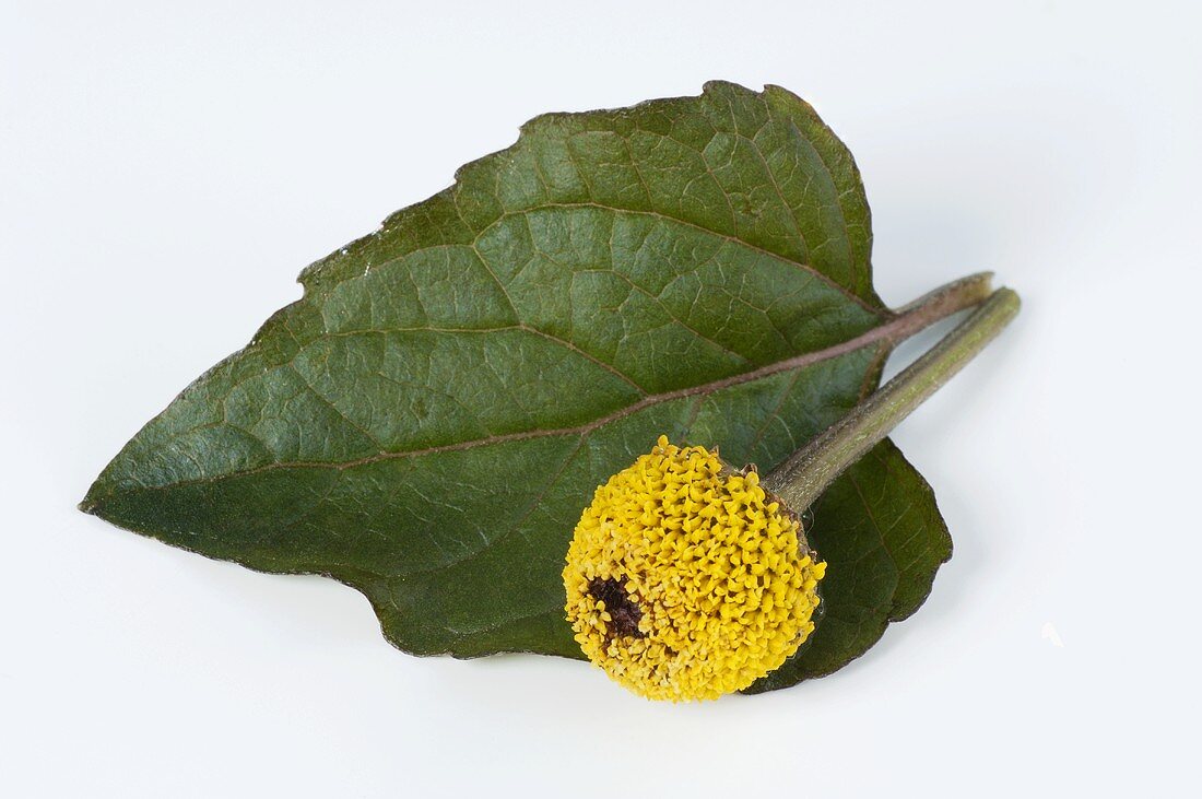 Parakresse (Spilanthes oleracea)