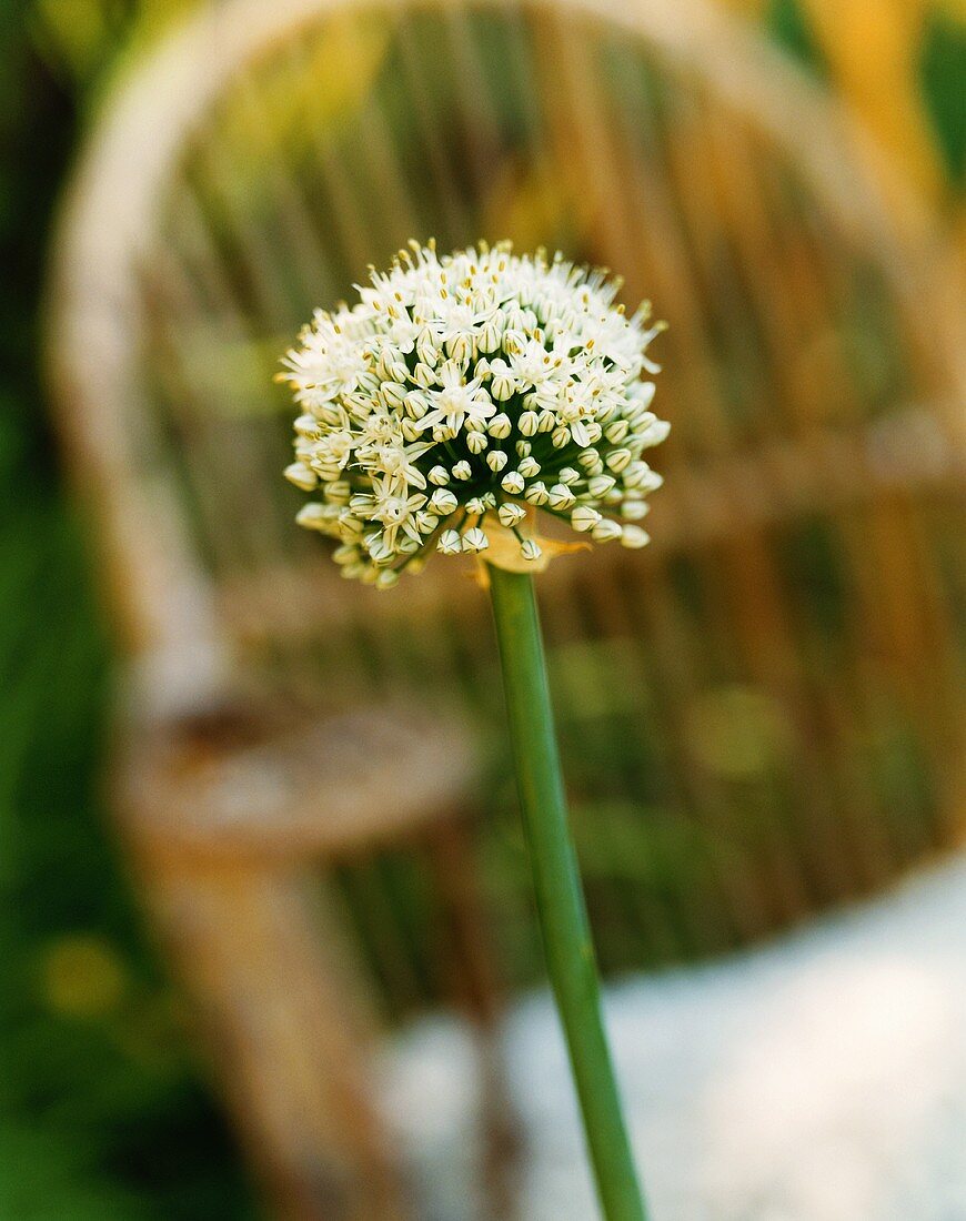 Blüte einer Lauchzwiebel