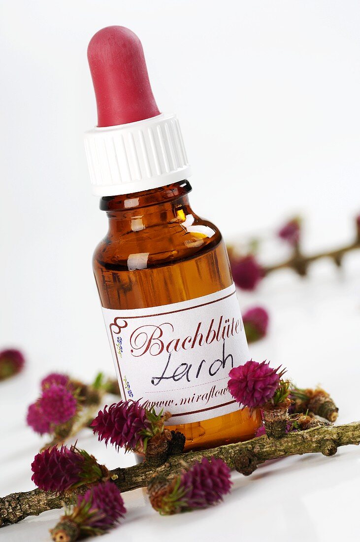 Bach Flowers tincture: Larch