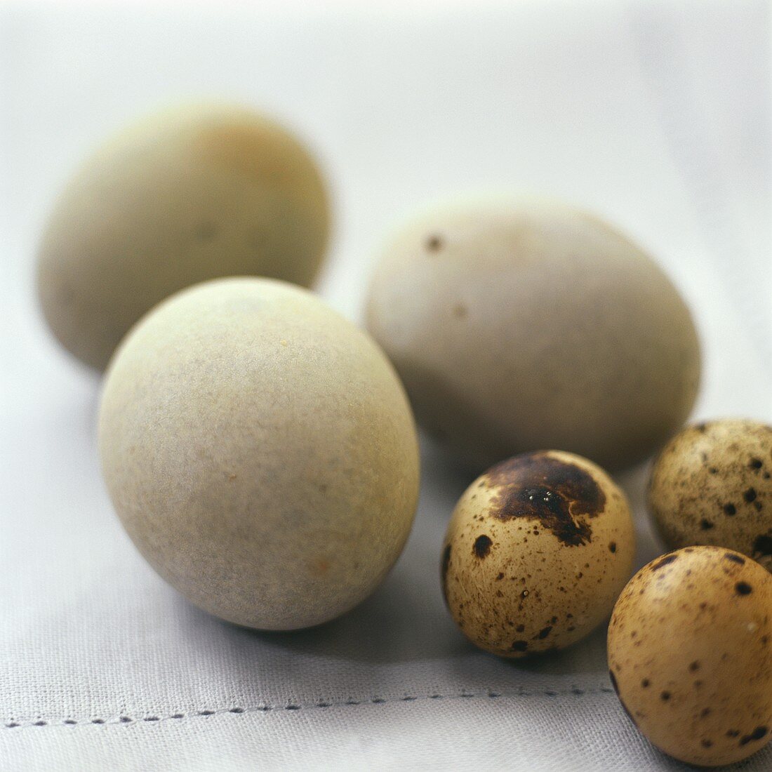 Quail and guinea-fowl eggs