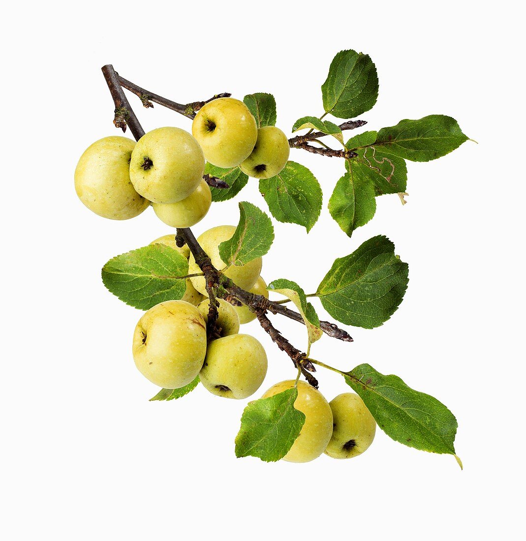Crab-apples on a branch