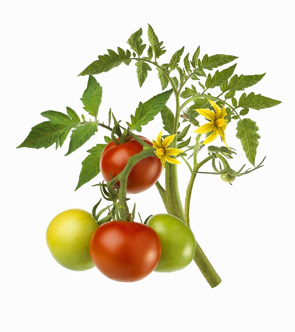 Stalk of tomato plant with ripe & unripe tomatoes & flowers