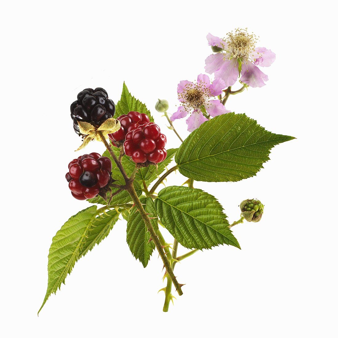 Blackberry stalk with blackberries and flowers