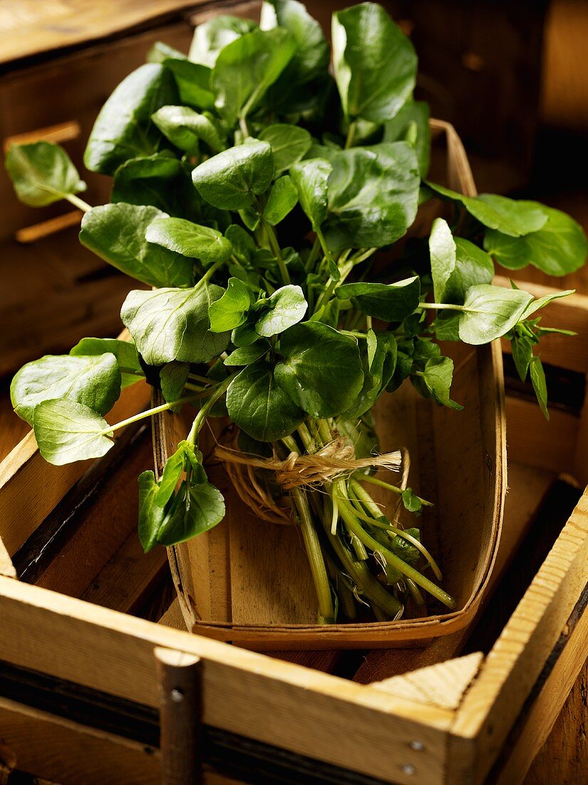 A Bunch of Watercress Tied with String