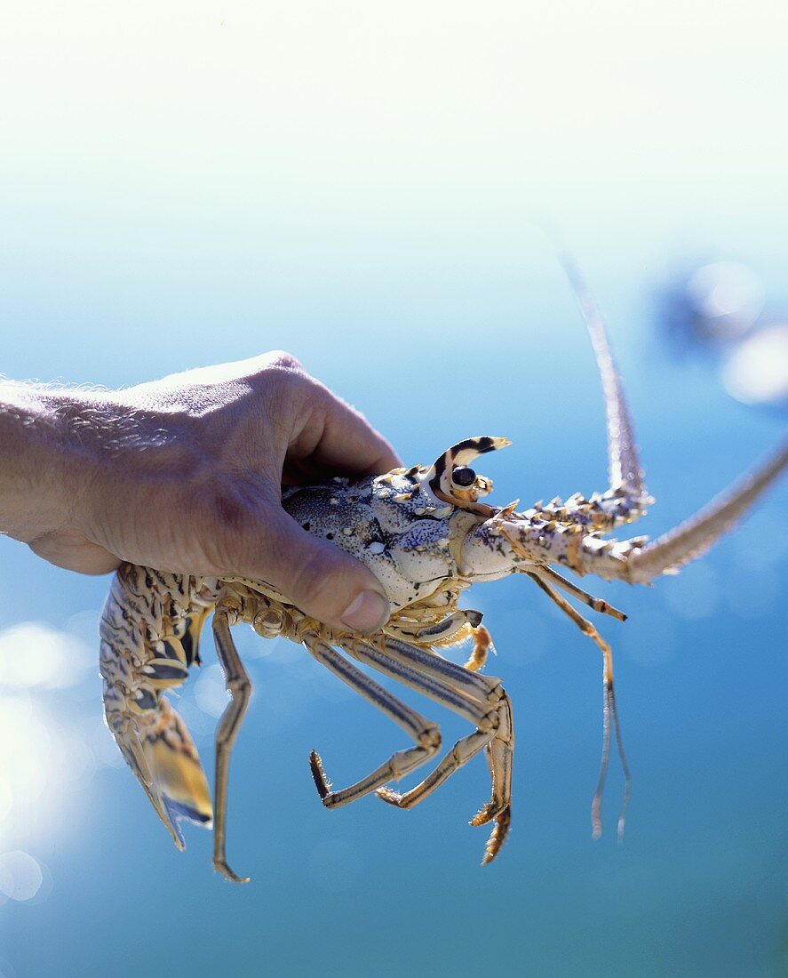 Live spiny lobster in someone's hand