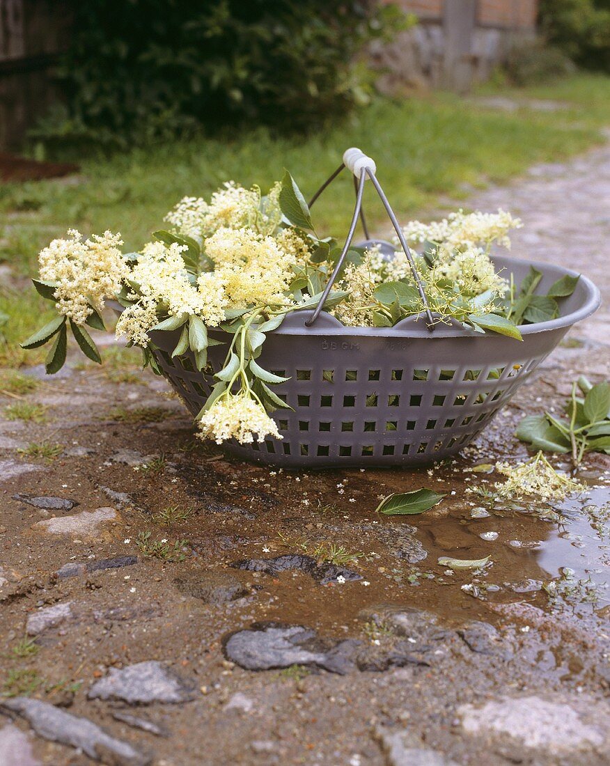 Frische Holunderblüten im Korb