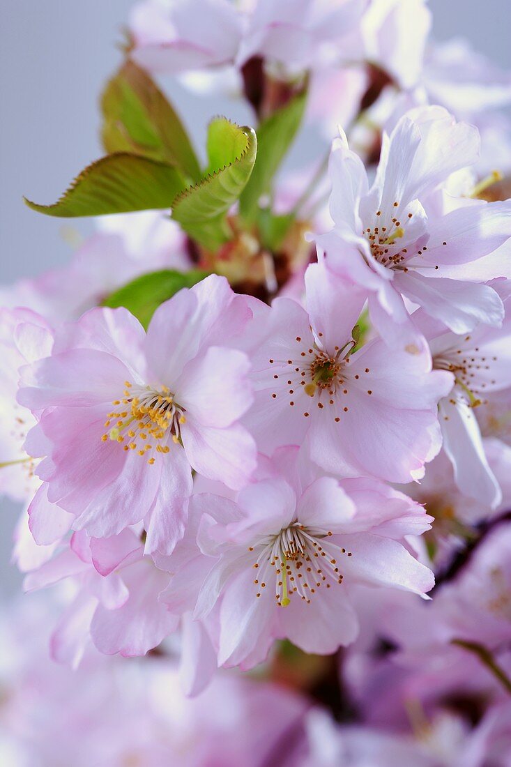 Kirschblüten