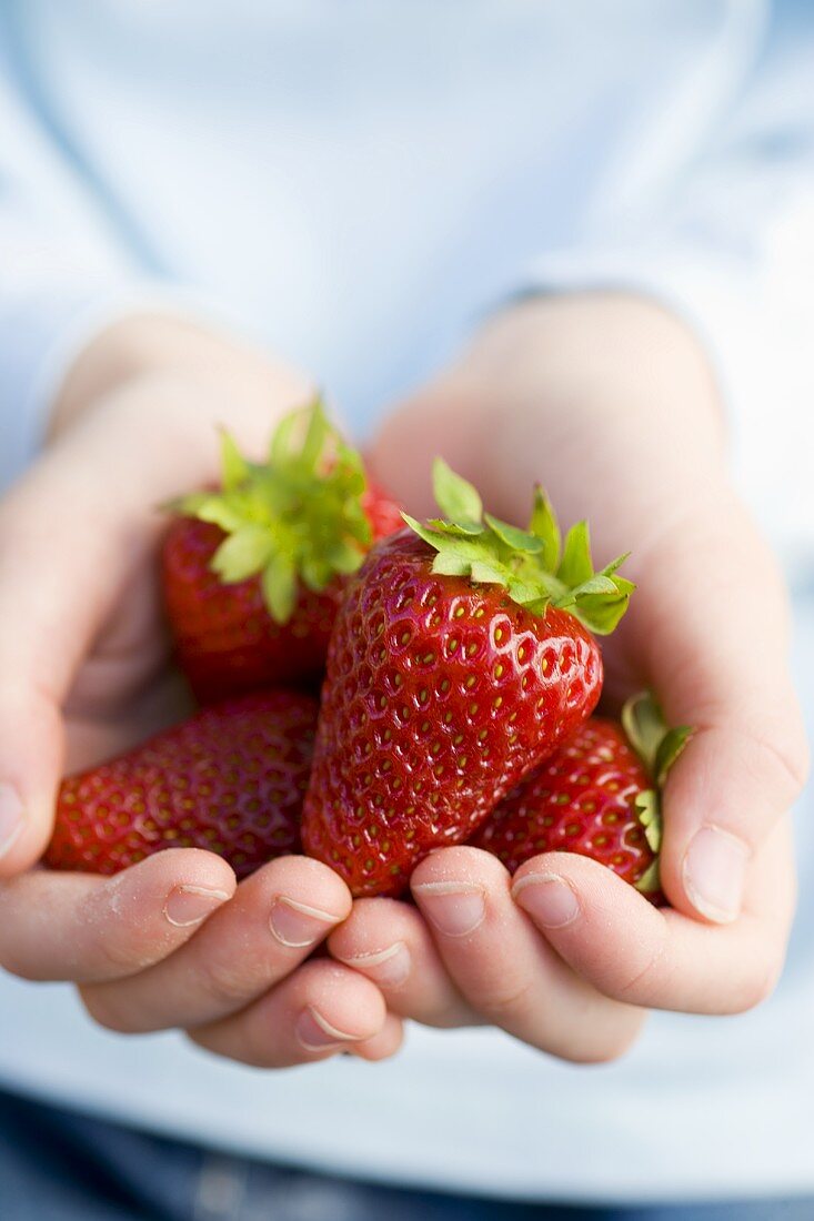 Two child's hands holding fresh strawberries