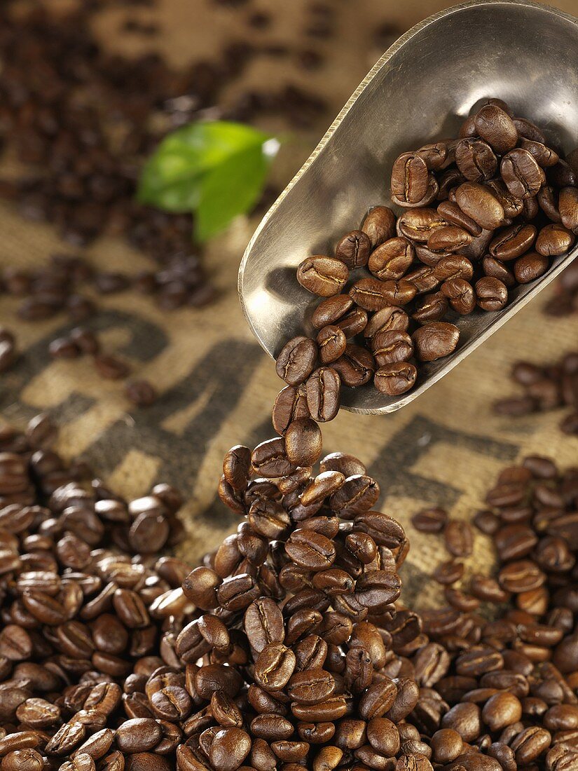 Kaffeebohnen fallen aus einer Schaufel