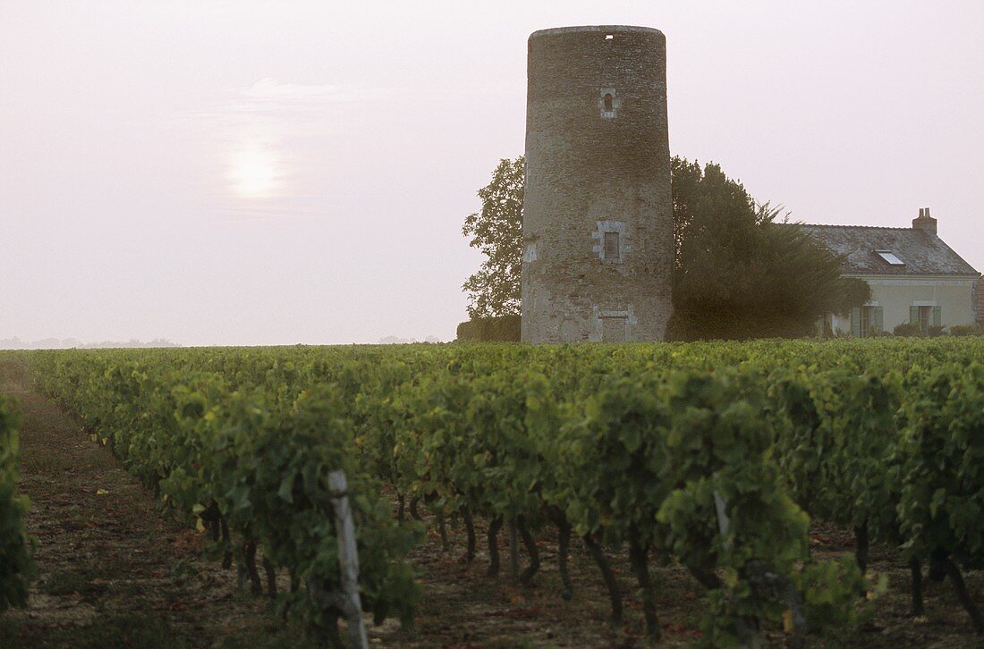 Chenin-Blanc-Weinberg, Loire-Tal