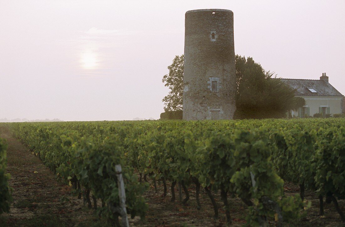 Chenin-Blanc vineyard, Loire Valley
