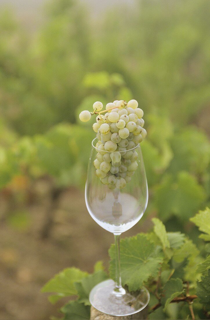 Chenin-Blanc-Weintrauben im Weinglas, Loire